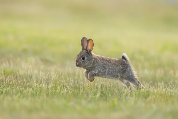 Framed Print : Rabbit (Oryctolagus cuniculus) juvenile running on grass, Canterbury, South Island, New Zealand. October Framed Print : Rabbit (Oryctolagus cuniculus) juvenile running on grass, Canterbury, South Island, New Zealand. October