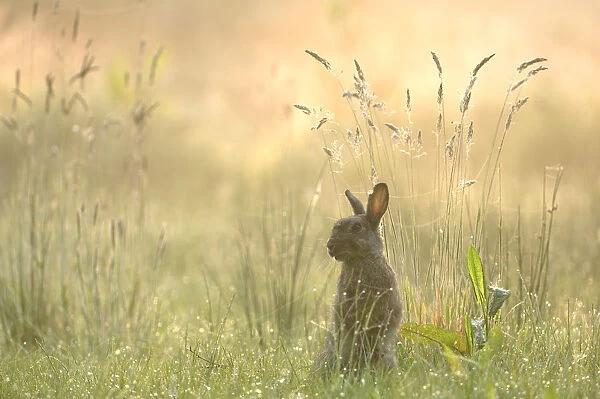 Rabbit (Oryctolagus cuniculus) sitting in grassland, Brasschaat, Belgium