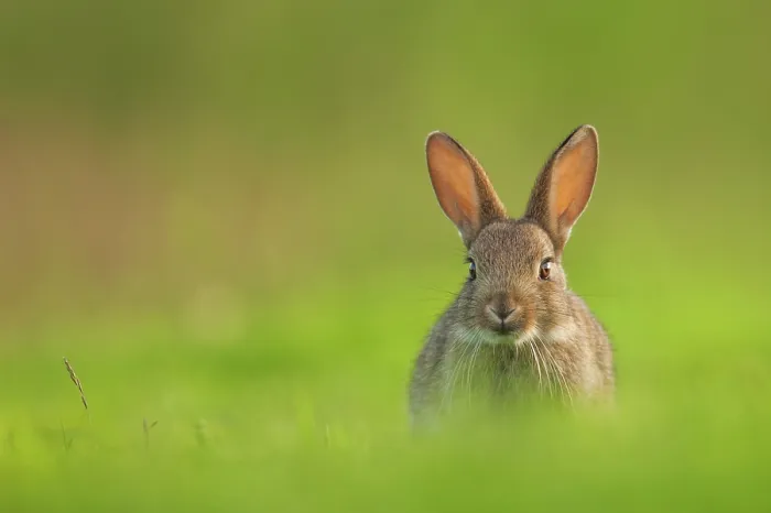 Framed Print : Rabbit (Oryctolagus cuniculus) sub-adult, sitting in open grassland, Norfolk, UK. June Framed Print : Rabbit (Oryctolagus cuniculus) sub-adult, sitting in open grassland, Norfolk, UK. June