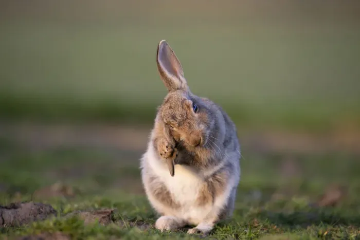Framed Print : Rabbit (Oryctolagus cunniculus) juvenile grooming ears, Wiltshire, UK, May Framed Print : Rabbit (Oryctolagus cunniculus) juvenile grooming ears, Wiltshire, UK, May