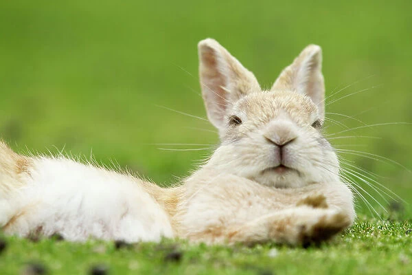 Rabbit resting with alert ears, Okunoshima Rabbit Island, Takehara, Hiroshima, Japan