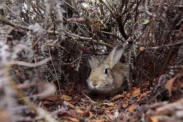 Rabbit walking through pathway through bushes, Okunoshima Rabbit Island