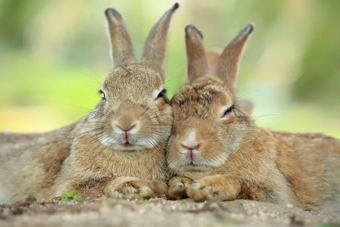 Framed Print : Rabbits resting with alert ears, Okunoshima Rabbit Island, Takehara, Hiroshima, Japan Framed Print : Rabbits resting with alert ears, Okunoshima Rabbit Island, Takehara, Hiroshima, Japan