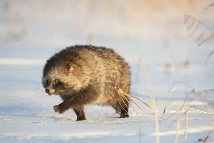 Framed Print : Raccoon dog (Nycterentes procyonoides) walking across snow, Vladivostok, Primorsky Krai Framed Print : Raccoon dog (Nycterentes procyonoides) walking across snow, Vladivostok, Primorsky Krai