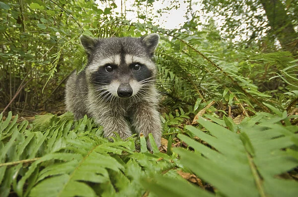 Raccoon (Procyon lotor) portrait, Stanley park, Vancouver, British Columbia, Cananda