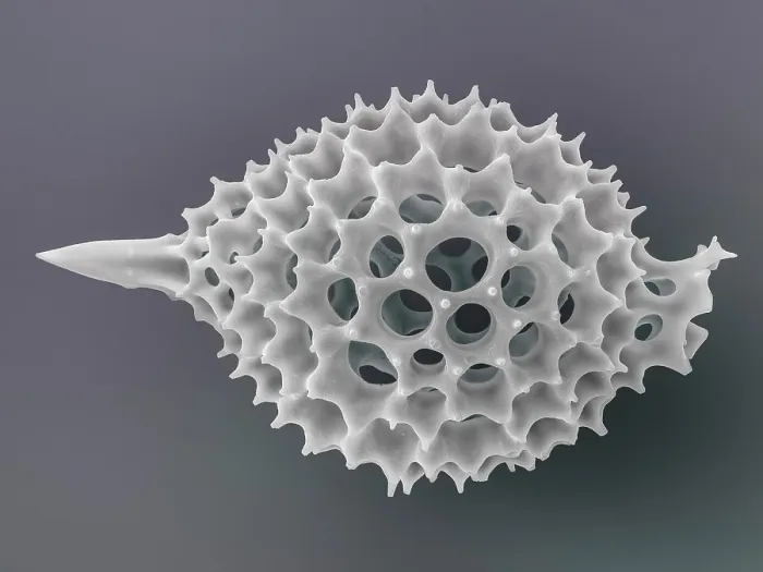 Framed Print : Radiolarian (Anthocyrtis ventricosa) skeleton. Radiolaria are protozoa, single-celled eukaryotes, typically 0.1mm - 0.2mm across. They form part of the zooplankton in the oceans