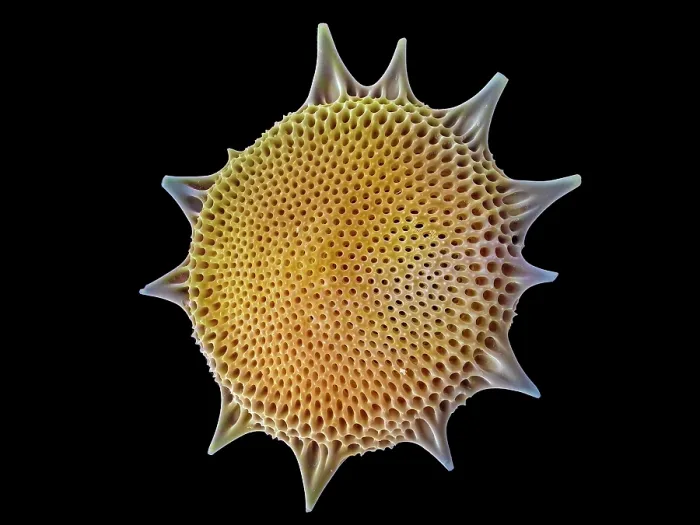Framed Print : Radiolarian (Haliomma sol). The silica skeleton of a diatom includes a pair of valve sections, one of which is shown here. False-coloured scanning electron micrograph (SEM) Framed Print : Radiolarian (Haliomma sol). The silica skeleton of a diatom includes a pair of valve sections, one of which is shown here. False-coloured scanning electron micrograph (SEM)