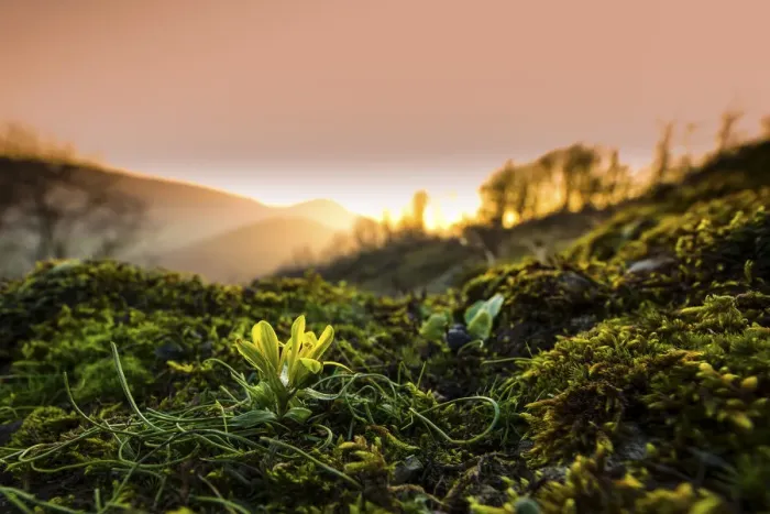 Framed Print : Radnor lily (Gagea bohemica) the rarest flower in the UK at sunset, Stanner Rocks