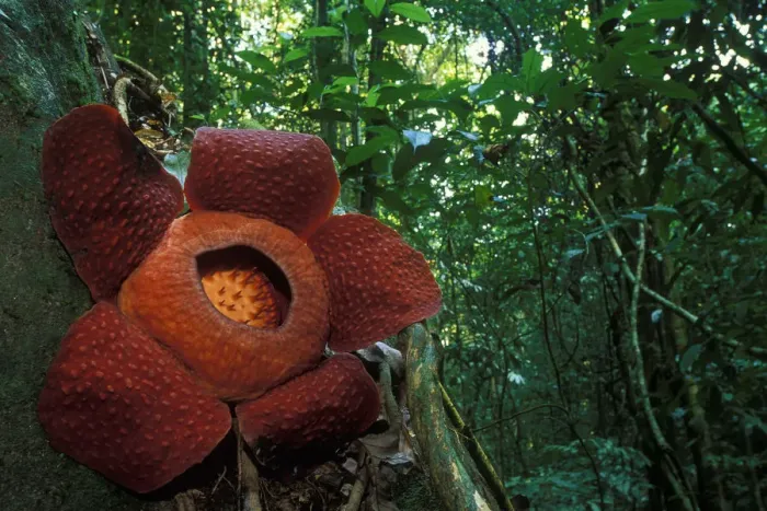 Framed Print : Rafflesia flower (Rafflesia keithii) in Gunung Gading NP, Borneo, Sarawak, Malaysia Framed Print : Rafflesia flower (Rafflesia keithii) in Gunung Gading NP, Borneo, Sarawak, Malaysia