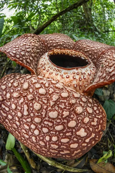 Framed Print : Rafflesia (Rafflesia keithii) flower aged approximately 3 days on rainforest floor
