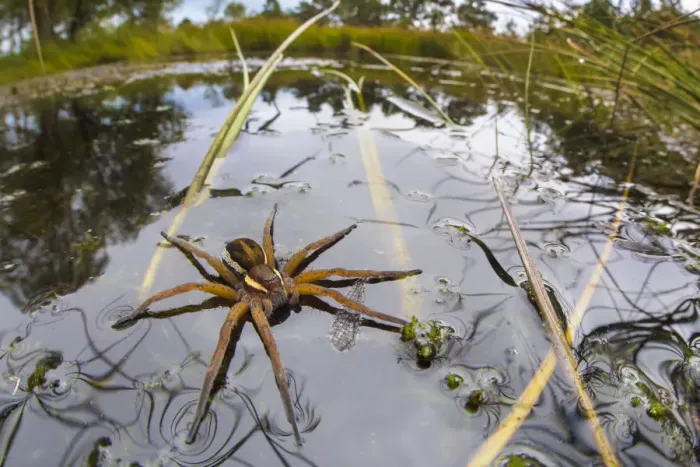 Framed Print : Raft Spider (Dolomedes fimbriatus) female on heathland pool Framed Print : Raft Spider (Dolomedes fimbriatus) female on heathland pool