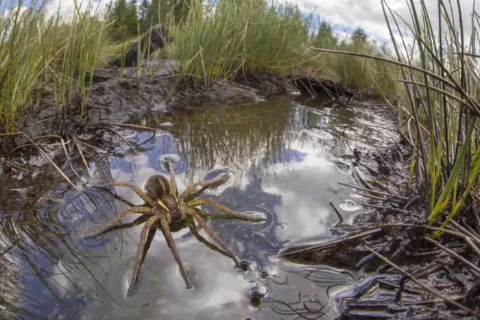 Framed Print : Raft Spider (Dolomedes fimbriatus) female resting on the surface of a moorland pool Framed Print : Raft Spider (Dolomedes fimbriatus) female resting on the surface of a moorland pool