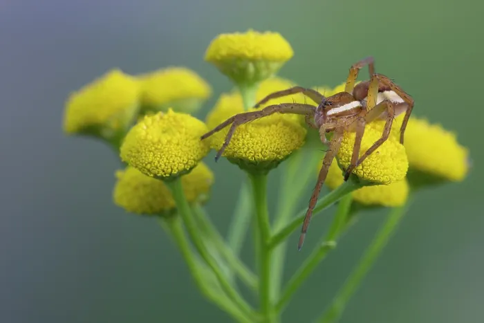 Framed Print : Raft spider (Dolomedes fimbriatus) resting on Tansy flowers (Tanacetum vulgare), Klein Schietveld, Brasschaat, Belgium. August Framed Print : Raft spider (Dolomedes fimbriatus) resting on Tansy flowers (Tanacetum vulgare), Klein Schietveld, Brasschaat, Belgium. August