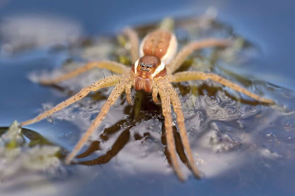 Raft spider (Dolomedes fimbriatus) on water, Arne RSPB reserve, Dorset, England, UK, July