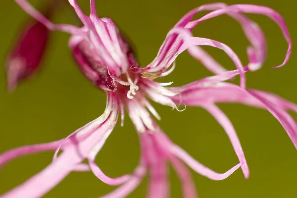 Ragged robin (Silene flos-cuculi) close-up of flower, Montiaghs Moss, County Antrim
