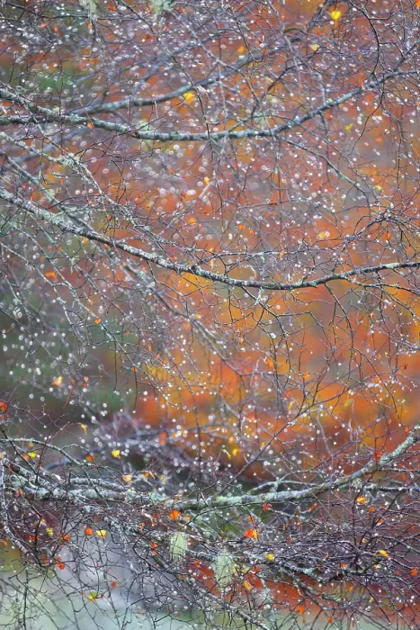 Framed Print : Rain drops on the branches of a Silver birch (Betula pendula) tree on an autumn morning in Varrados valley, Aran Valley, Pyrenees mountains, Catalonia, Spain. October Framed Print : Rain drops on the branches of a Silver birch (Betula pendula) tree on an autumn morning in Varrados valley, Aran Valley, Pyrenees mountains, Catalonia, Spain. October