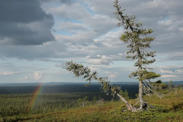 Framed Print : Rainbow and cloudy sky over forest landscape, Riisitunturi National Park, Lapland, Finland. July, 2023 Framed Print : Rainbow and cloudy sky over forest landscape, Riisitunturi National Park, Lapland, Finland. July, 2023