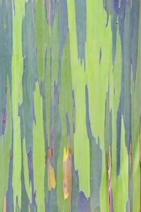 Framed Print : Rainbow Eucalyptus (Eucalyptus sp. ) bark detail. Maui, Hawaii, February Framed Print : Rainbow Eucalyptus (Eucalyptus sp. ) bark detail. Maui, Hawaii, February