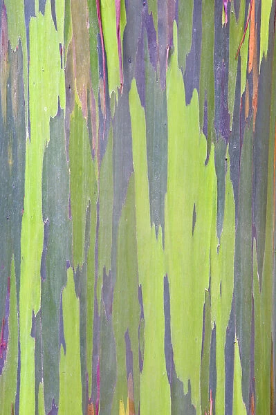 Rainbow Eucalyptus (Eucalyptus sp. ) bark detail. Maui, Hawaii, February