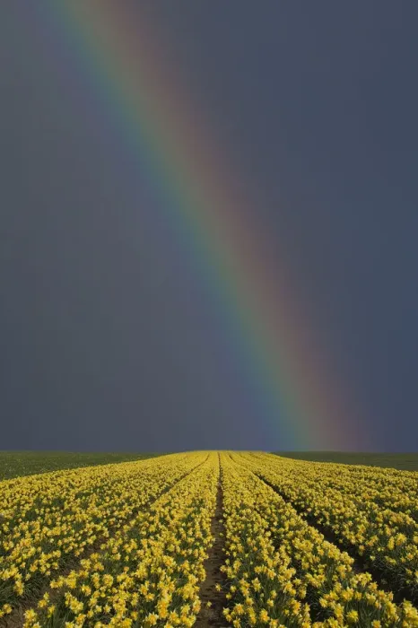 Framed Print : Rainbow over field of Daffodils (Narcissus sp) grown for the commercial market, Happisburgh