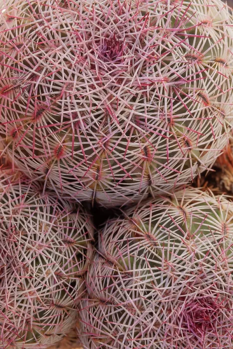 Framed Print : Rainbow hedgehog cactus (Echinocereus rigidissimus) close up, Los Ojos Ranch, Sonora, Mexico