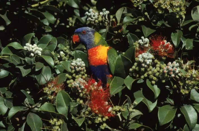 Framed Print : Rainbow lorikeet in tree. Australia