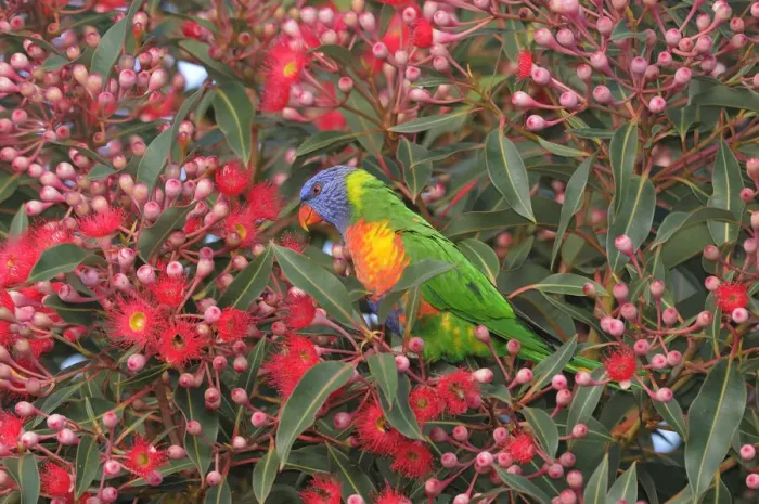 Framed Print : Rainbow lorikeet (Trichoglossus haematodus) Queensland, Australia Framed Print : Rainbow lorikeet (Trichoglossus haematodus) Queensland, Australia
