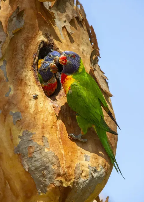 Framed Print : Rainbow lorikeet (Trichoglossus moluccanus) feeding chicks in nest hole. Lane Cove National Park Framed Print : Rainbow lorikeet (Trichoglossus moluccanus) feeding chicks in nest hole. Lane Cove National Park