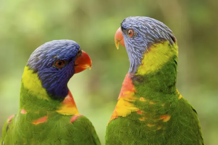 Framed Print : Rainbow lorikeets (Trichoglossus haematodus moluccanus) occurs in Eastern Australia Framed Print : Rainbow lorikeets (Trichoglossus haematodus moluccanus) occurs in Eastern Australia