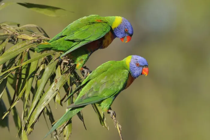 Framed Print : Rainbow lorikeets (Trichoglossus haematodus) Queensland, Australia Framed Print : Rainbow lorikeets (Trichoglossus haematodus) Queensland, Australia