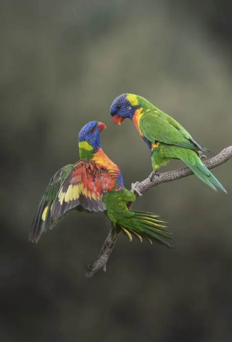 Framed Print : Two rainbow lorikeets (Trichoglossus moluccanus) on branch, Werribee, Victoria, Australia Framed Print : Two rainbow lorikeets (Trichoglossus moluccanus) on branch, Werribee, Victoria, Australia