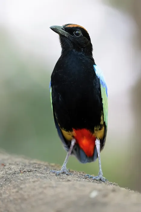 Framed Print : Rainbow pitta (Pitta iris) portrait, Adelaide River Hills, Northern Territory, Australia Framed Print : Rainbow pitta (Pitta iris) portrait, Adelaide River Hills, Northern Territory, Australia