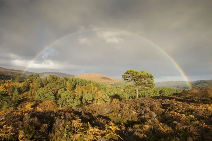 Framed Print : Rainbow over Scots pine (Pinus sylvestris) trees, Glen Affric, Highlands, Scotland Framed Print : Rainbow over Scots pine (Pinus sylvestris) trees, Glen Affric, Highlands, Scotland