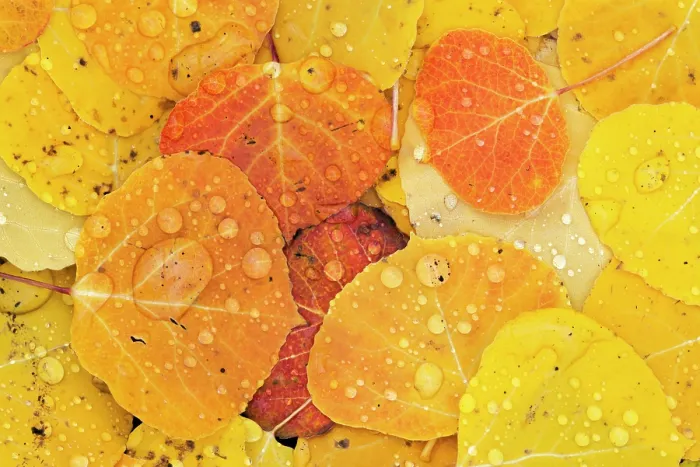 Framed Print : Raindrops on fallen autumn quaking aspen leaves (Populus tremuloides), Colorado, USA. October Framed Print : Raindrops on fallen autumn quaking aspen leaves (Populus tremuloides), Colorado, USA. October