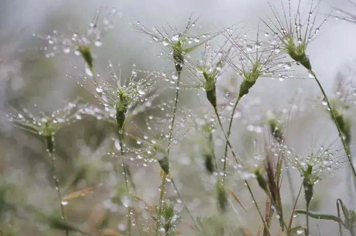 Framed Print : Raindrops on Ovate goat grass (Aegilops geniculata) Monte Titano, San Marino, May 2009