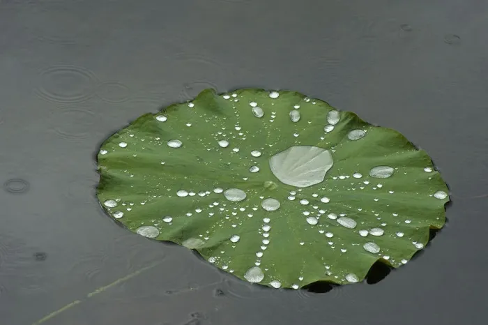 Framed Print : Raindrops on Sacred lotus (Nelumbo nucifera) lily pad Framed Print : Raindrops on Sacred lotus (Nelumbo nucifera) lily pad