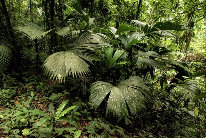 Framed Print : Rainforest in the Buritaca valley, Sierra Nevada de Santa Marta, Colombia. December, 2021