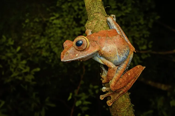 Framed Print : Rainforest leaf frog (Boophis brachychir) male, calling from its perch at night, Domaine de Fontenay, Montagne d'Ambre National Park, northern Madagascar Framed Print : Rainforest leaf frog (Boophis brachychir) male, calling from its perch at night, Domaine de Fontenay, Montagne d'Ambre National Park, northern Madagascar