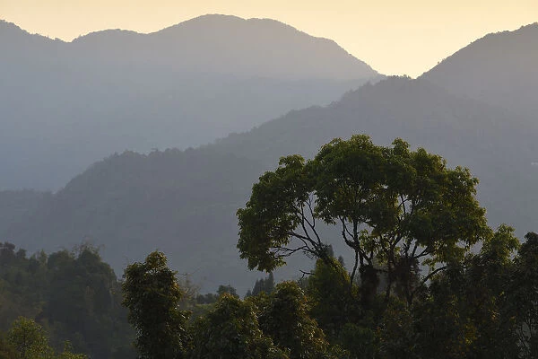 Rainforest in the morning at Tongbiguan Nature Reserve, Dehong prefecture, Yunnan province