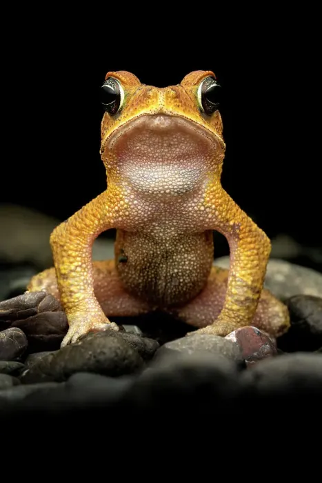Framed Print : Rainforest toad (Incilius aucoinae) male, portrait, Osa Peninsula, Costa Rica