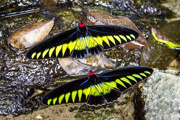 Raja Brookes Birdwing Butterfly (Trogonoptera brookiana), Borneo