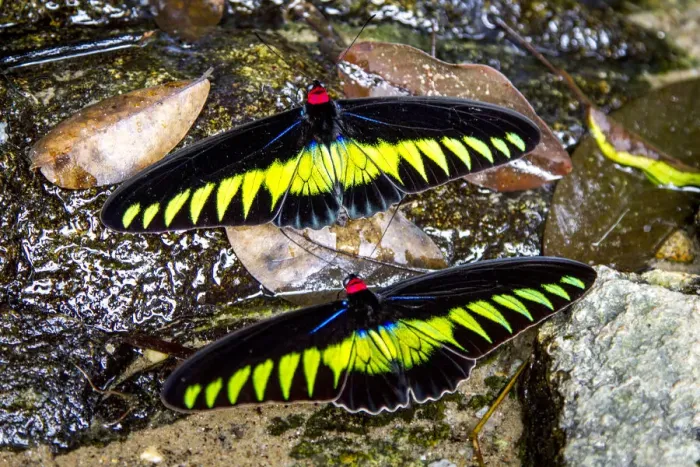 Framed Print : Raja Brookes Birdwing Butterfly (Trogonoptera brookiana), Borneo Framed Print : Raja Brookes Birdwing Butterfly (Trogonoptera brookiana), Borneo