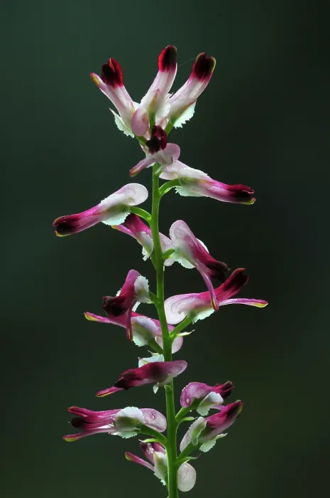 Framed Print : Ramping fumitory (Fumaria muralis) in flower, Dorset, England, UK. June. Studio shot Framed Print : Ramping fumitory (Fumaria muralis) in flower, Dorset, England, UK. June. Studio shot