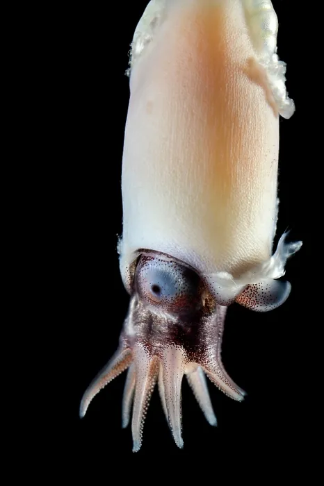 Framed Print : Ram's horn squid (Spirula spirula) portrait. This species has an internal, chambered, endogastrically coiled shell in the shape of an open planispiral Framed Print : Ram's horn squid (Spirula spirula) portrait. This species has an internal, chambered, endogastrically coiled shell in the shape of an open planispiral