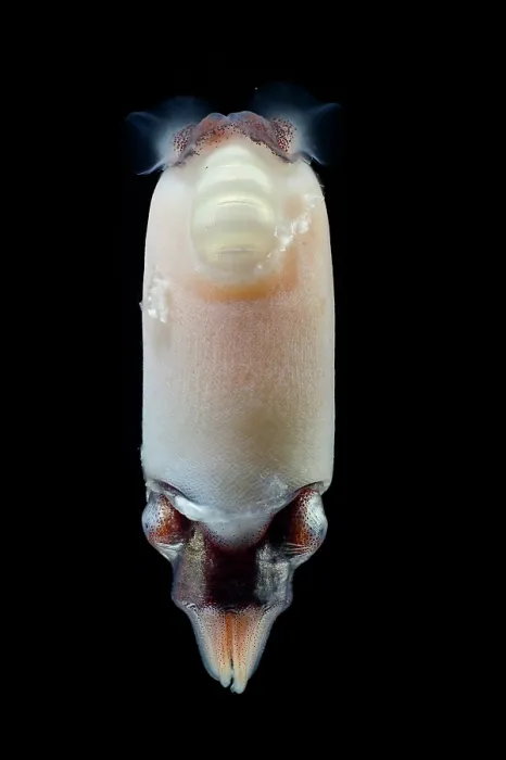 Framed Print : Ram's horn squid (Spirula spirula) portrait. This species has an internal, chambered, endogastrically coiled shell in the shape of an open planispiral Framed Print : Ram's horn squid (Spirula spirula) portrait. This species has an internal, chambered, endogastrically coiled shell in the shape of an open planispiral