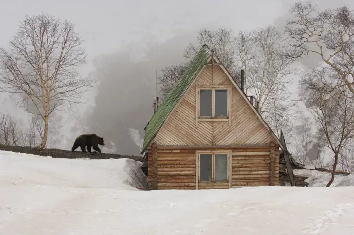 Framed Print : Ranger station in winter with Kamchatka Brown Bear (Ursus arctos beringianus), Kronotsky Framed Print : Ranger station in winter with Kamchatka Brown Bear (Ursus arctos beringianus), Kronotsky