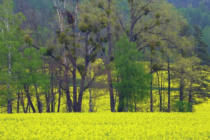 Framed Print : Rapeseed (Brassica napus) crop in flower, with trees and Mistletoe (Viscum sp.), Saxony, Germany. May, 2021 Framed Print : Rapeseed (Brassica napus) crop in flower, with trees and Mistletoe (Viscum sp.), Saxony, Germany. May, 2021