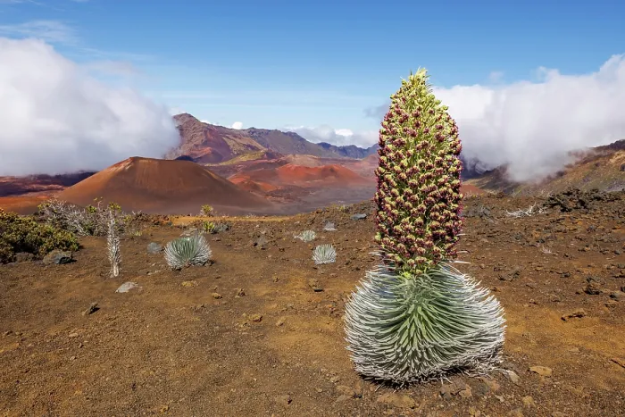 Framed Print : A rare blooming Haleakala silversword plant (Argyroxiphium sandwicense macrocephalum) inside Haleakala Crater, Haleakala National Park, Hawaii. Critically endangered Framed Print : A rare blooming Haleakala silversword plant (Argyroxiphium sandwicense macrocephalum) inside Haleakala Crater, Haleakala National Park, Hawaii. Critically endangered
