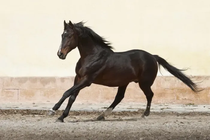 Framed Print : A rare East Bulgarian stallion cantering at the Kabiuk National Stud, Shumen, Bulgaria Framed Print : A rare East Bulgarian stallion cantering at the Kabiuk National Stud, Shumen, Bulgaria