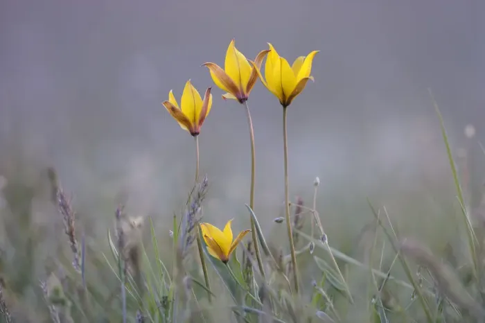 Framed Print : Four rare yellow Bieberstein tulips (Tulipa biebersteiniana) in flower, Rostovsky Nature Reserve Framed Print : Four rare yellow Bieberstein tulips (Tulipa biebersteiniana) in flower, Rostovsky Nature Reserve